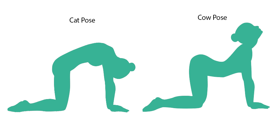 Yoga For High Blood-Pressure: Cat-Cow Pose
